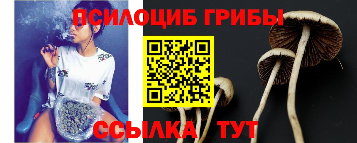 Псилоцибиновые грибы мицелий Донской